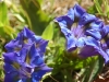ecogite - randos nature - gentiane